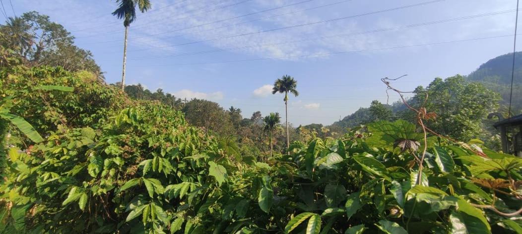 Riya Home Stay Munnar Anaviratty Экстерьер фото